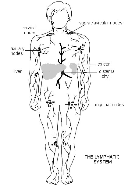 lymphatic system functions