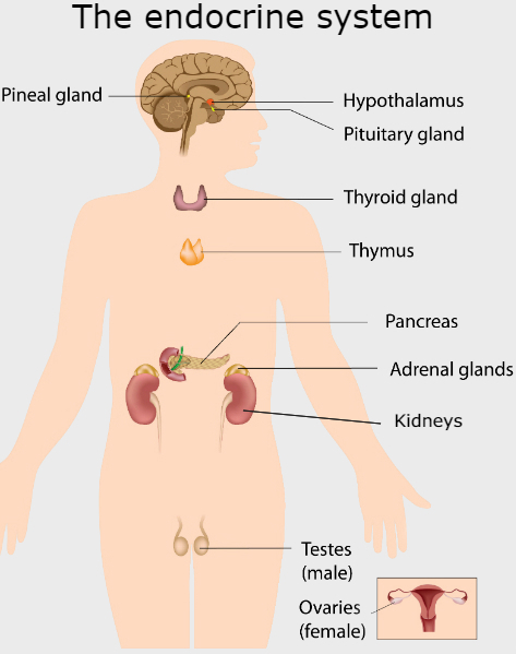 adrenals and the endocrine system